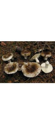 흑갈색무당버섯 (Russula adusta (Pers.) Fr.)
