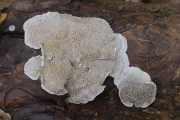 잿빛각질구멍버섯 (Skeletocutis carneogrisea A. David)