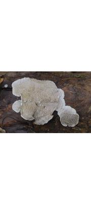 잿빛각질구멍버섯 (Skeletocutis carneogrisea A. David)
