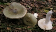 풀색무당버섯(구릿빛무당버섯) (Russula aeruginea Fr.)