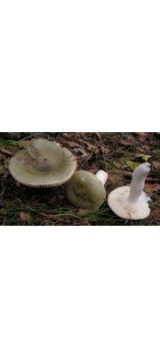 풀색무당버섯(구릿빛무당버섯) (Russula aeruginea Fr.)