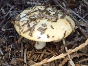 주름흰무당버섯 (Russula albida Peck)