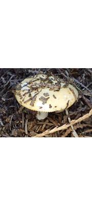 주름흰무당버섯 (Russula albida Peck)