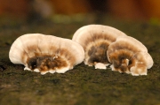 흰각질구멍버섯 (Skeletocutis nivea (Jungh.) J. Keller)