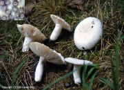 흰꽃무당버섯 (Russula alboareolata Hongo)