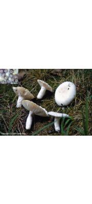 흰꽃무당버섯 (Russula alboareolata Hongo)
