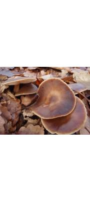 애기버터버섯(버터애기버섯) (Rhodocollybia butyracea (Bull.) Nennox  > Collybia butyracea (Bull.) P. Kumm.)