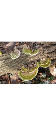 대합송편버섯 (Trametes gibbosa (Pers.) Fr.)
