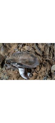 검은무당버섯(박하무당버섯) (Russula albonigra (Kormb.) Fr.)