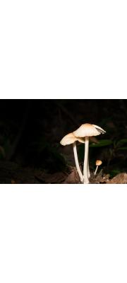 점박이버터버섯 (Rhodocollybia maculata (Alb. &amp; Schw.) Sing.)
