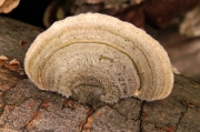 흰구름송편버섯 (Trametes hirsuta (Wulf.) Lloyd)