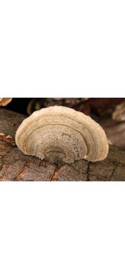흰구름송편버섯 (Trametes hirsuta (Wulf.) Lloyd)
