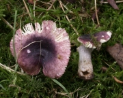 비단무당버섯 (Russula alnetorum Romagn.)