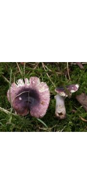 비단무당버섯 (Russula alnetorum Romagn.)
