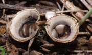 회색주름찻잔버섯 (Cyathus olla (Batsch) Pers.)