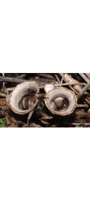 회색주름찻잔버섯 (Cyathus olla (Batsch) Pers.)