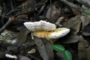 벌레송편버섯 (Trametes kusanoana Imaz.)