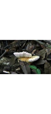 벌레송편버섯 (Trametes kusanoana Imaz.)