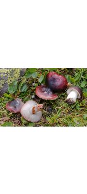 고깔무당버섯 (Russula alpigenes (Bon) Bon)