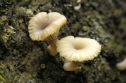 패랭이오목버섯(낙하산패랭이버섯, 오목애이끼버섯) (Lichenomphalia umbellifera (L.) Redh., Lut., Monc., & Vilg.  > Gerronema ericetorum (Pers.) Sing. > Omphalina ericetorum (Pers.) S. Lundel)