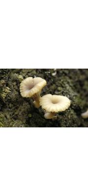 패랭이오목버섯(낙하산패랭이버섯, 오목애이끼버섯) (Lichenomphalia umbellifera (L.) Redh., Lut., Monc., &amp; Vilg.  > Gerronema ericetorum (Pers.) Sing. > Omphalina ericetorum (Pers.) S. Lundel)