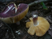 바랜갈색무당버섯 (Russula alutacea (Pers.) Fr.)