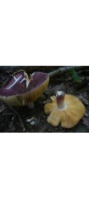 바랜갈색무당버섯 (Russula alutacea (Pers.) Fr.)