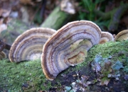 밤색송편버섯(밤색구름버섯) (Trametes ochracea (Pers.) Gilb. & Ryv. > Coriolus zonatus)
