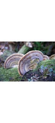 밤색송편버섯(밤색구름버섯) (Trametes ochracea (Pers.) Gilb. &amp; Ryv. > Coriolus zonatus)