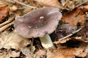 가지무당버섯 (Russula amoena Quél.)
