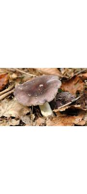 가지무당버섯 (Russula amoena Quél.)