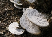 시루송편버섯 (Trametes orientalis (Yasuda) Imaz.)