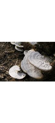 시루송편버섯 (Trametes orientalis (Yasuda) Imaz.)