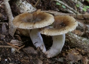 갈색주렴무당버섯 (Russula amoenolens Romagn)