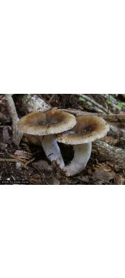 갈색주렴무당버섯 (Russula amoenolens Romagn)