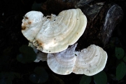살송편버섯 (Trametes palisotii (Fr.) Imaz.)
