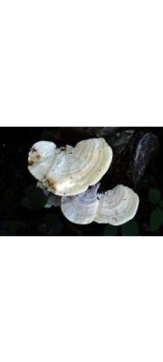 살송편버섯 (Trametes palisotii (Fr.) Imaz.)