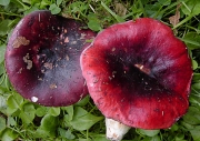 참무당버섯 (Russula atropurpurea (Krombh.) Britz. > Russula krombholzii Shaffer)