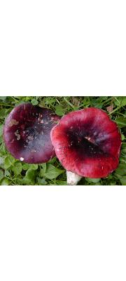 참무당버섯 (Russula atropurpurea (Krombh.) Britz. > Russula krombholzii Shaffer)
