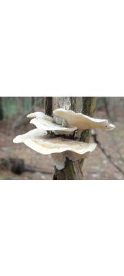 흰융털송편버섯 (Trametes pubescens (Schum.) Pilát > Coriolus pubescens (Schum.) Quél.)