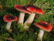 흑적변무당버섯 (Russula atrorubens Quél.)