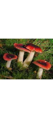 흑적변무당버섯 (Russula atrorubens Quél.)
