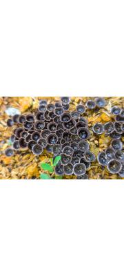 좀주름찻잔버섯 (Cyathus stercoreus (Schw.) De Toni)