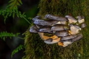 참부채버섯 (Sarcomyxa serotina (Pers.) P. Karst.  > Panellus serotinus (Pers.) Kühn.)