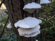 송편버섯 (Trametes suaveolens (L.) Fr.)