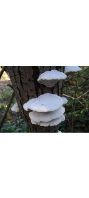송편버섯 (Trametes suaveolens (L.) Fr.)