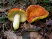 금무당버섯(황금무당버섯) (Russula aurea Pers. > Russula aurata (With.) Fr.)