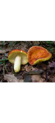 금무당버섯(황금무당버섯) (Russula aurea Pers. > Russula aurata (With.) Fr.)