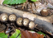 주름찻잔버섯 (Cyathus striatus (Huds.) Willd.)