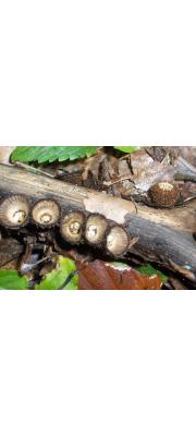 주름찻잔버섯 (Cyathus striatus (Huds.) Willd.)